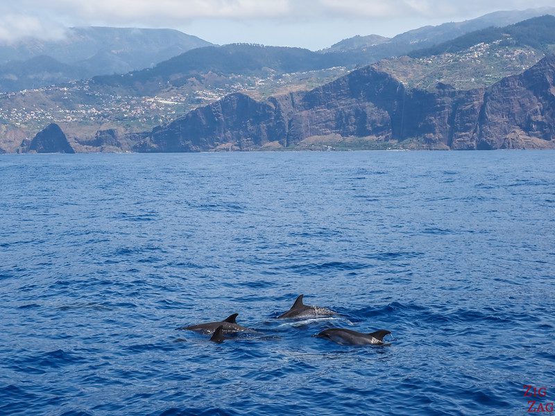 Dolphins on the shore of Madeira island