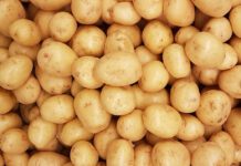 Quelle Viande Avec Gratin Dauphinois?