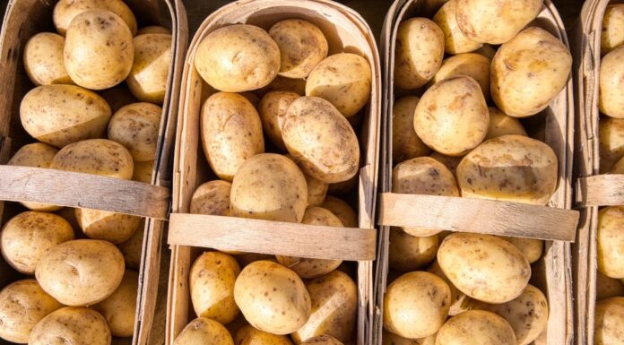 Quelle Pomme De Terre Pour La Tartiflette?