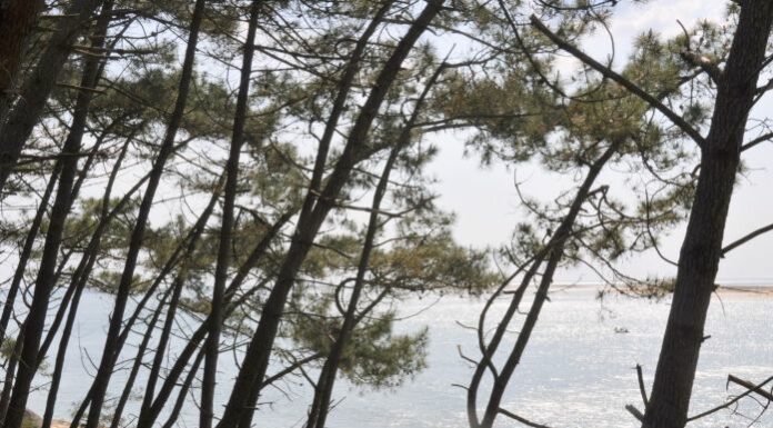Quelles Chaussures Pour La Dune Du Pilat?
