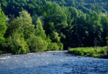 Quelle Est La Plus Grande Forêt De France?