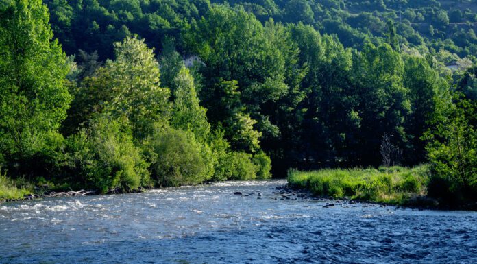 Quelle Est La Plus Grande Forêt De France?